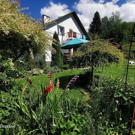 Noclegi Na Drzewie Cisna Exterior foto